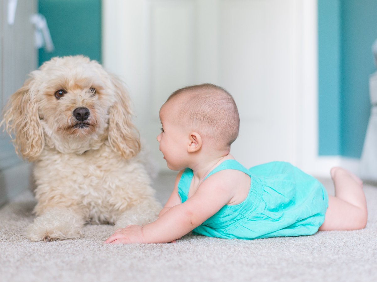 Is carpet a good choice if you have pets - Johnson & Sons Flooring in Knoxville, TN