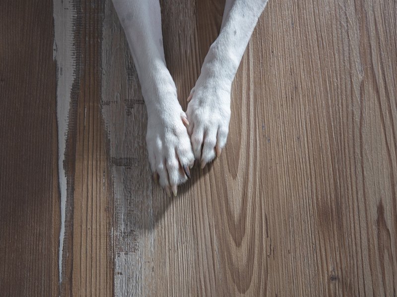 Dog paws on luxury vinyl plank flooring